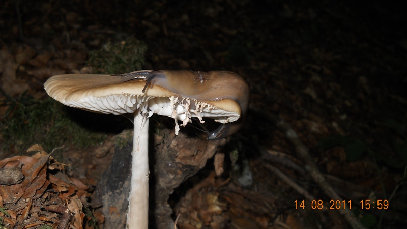 Limax aldrovandi Moquin-Tandon 1855 delle Apuane